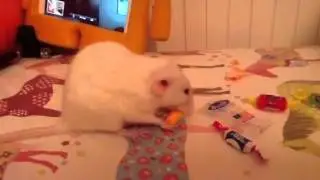 Rat eating candy
