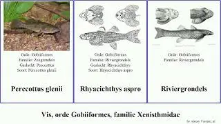 Vis, orde Gobiiformes, familie Xenisthmidae fish obscura aspro Odontobutis Rhyacichthys setiger