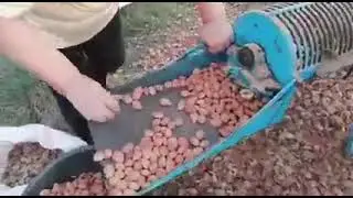 La smallatura meccanica delle mandorle