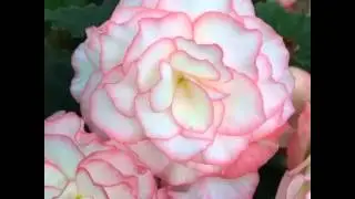 Flower Gallery