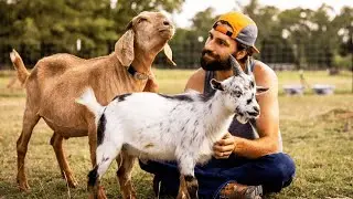 Meet the Animals: Sunset Tour at Austin Farm Sanctuary!