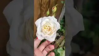 Iceberg climbing rose, 6 years old. 15 May 2024 (Ireland☘️) 🌞&hearts;️