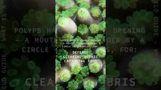 colonial organisms