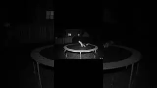🐿️They Came Just to Bounce: Backyard Squirrel Trampoline Party