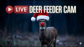 Relaxing Deer Cam - Whitetail Feeding Sounds | Nature White Noise for Deep Rest 🦌🌳