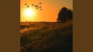 Silent Meadows