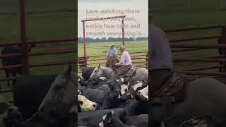 Cowboys sorting cattle. Notice how calm and quiet. Keeps cattle from stressing #ranch #ok  #cattle