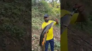 Beautiful Giant Snakehead fish. Snakehead fishing kerala. #fishing #riverfish #fish #keralafishing