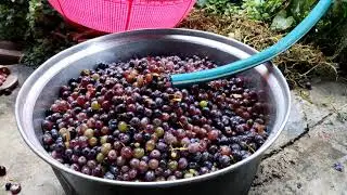 چۆنیەتی ئامادەکردنی دۆشاوی ترێ