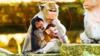 Jazzy & Brindy Baby Monkeys Were Taken Care So Well, Brindy Monkey Cry So Loudly...Why?