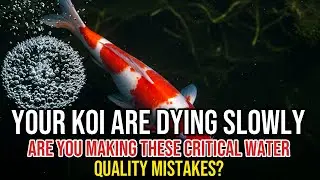 MASTER POND CHEMISTRY! pH, Oxygen, Temperature for UNBEATABLE Koi Health