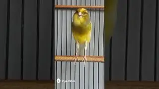 Chiv chiv chimni