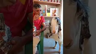 zamane kecisi, Rafet Yıldız