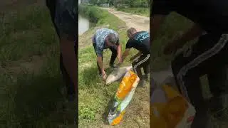 Запуск белого амура 20+ кг. По состоянию на 18.06.2023 года никем не пойман