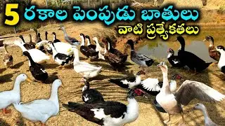 5 Best duck breed's details | @youngfarmeratoztelugu