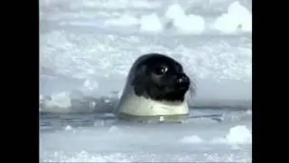 Polar Ice Cap report (2010) English
