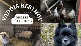 Tiere versorgen auf dem Resthof