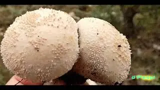 G&eacute;nero LYCOPERDON- Bejines- Cuescos de lobo - L  molle - L perlatum -L  pyriforme-