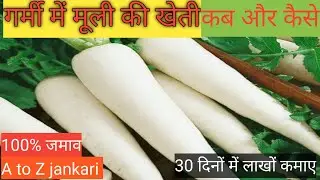 गर्मी में मूली की खेती कैसे करें ll garmi me muli ki kheti ll sirf 30 Dinon mein lakhon कमाई Karen