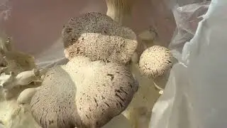 Eryngii/ King oyster growkit instructie