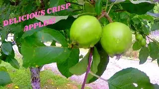 APPLE TREE TOUR - органические яблоки сортов Golden Delicious и Red Delicious!