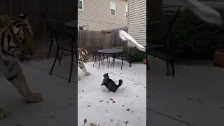 Cat Fights Tiger in American Backyard 🐯🐱  #herocat #tiger #animalfight