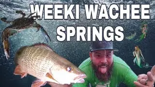 SOLO NIGHT FISHING ADVENTURE IN WEEKI WACHEE🎣🌛🧜
