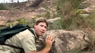 Crocodile Hunter &laquo; Gift speiende Kobras &raquo; | [3/4] |