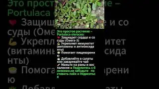 &laquo;Травянистый овощ, который лечит и укрепляет&raquo;