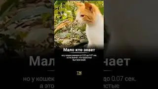 Кошка и Змея. Кто быстрее? А вы знали? Cat and Snake? Who is faster/Did you know?