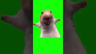 rat laughing #rat#mouse##fypage #tiktok #ratmeme #greenscreen #laugh#fypage #meme