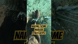 We must stop this invasion! Join us on another epic dive😎￼