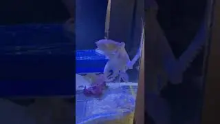 Bruce the octopus finds some crabs!