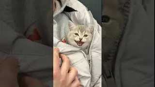 Надеюсь они подружатся😁