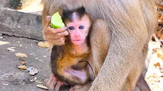 Curious Newborn Monkey Fascinated by Humans &mdash; Adorable First Reactions 🐒💛.