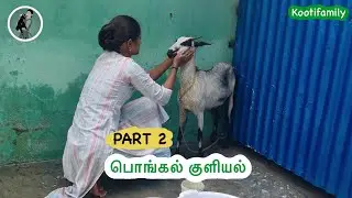 PART 2: Kootifamily pongal kuliyal #kootifamily #goats #funnygoats #tamil #pongal2025