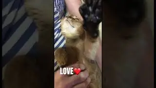 How love looks like❤️ #cat #abyssinian #love #cute #funnycats #life e