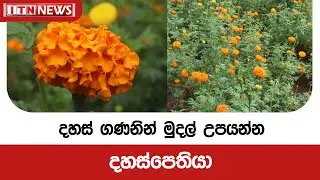 දහස් ගණනින් මුදල් උපයන්න දහස්පෙතියා