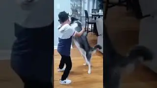 Let's dance 😂🕺 #shorts #ytshorts #cute #cutedogs #dogslife #naughtydog #husky #siberanhusky