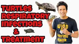 Turtle Respiratory Infections | Turtle Cold Treatment | Turtle Respiratory Infection Treatment