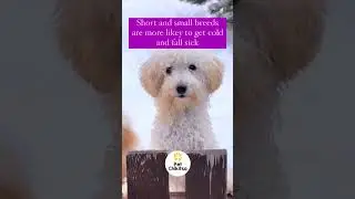 Important tips to protect your pets during winter | Pet Chikitsa | #pets #shortsvideo #reels