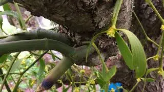 Mistletoe (Viscum album) - leaves & branches close up (snowing) - March 2018