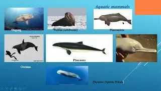 Adaptations of Aquatic Mammals