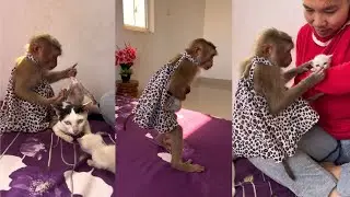 JESSI Very Tender Carry Baby Cat To Mom. Monkey Love Cat