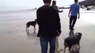 Dogs running on the beach