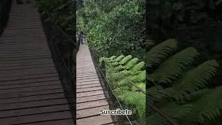 CAFE DEL YAROA. CARRETERA TURISTICA LUPERON KM27. LAJAS DE YAROA, PTO. PLATA #puertoplata #rd