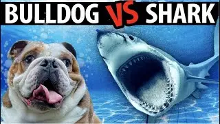 Bulldog Survives Shark Attack