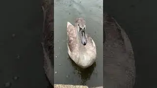 &ldquo;Two cygnets linger in shallow Long Water in rain, dad shoos off Egyptian goose 🦢🌧️ (Part 3)&rdquo; #rain