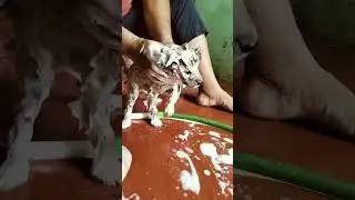 Dog Bathing 70days Dog #bathing #dog #bath #puppy #nativedogs #nativebreeddogs