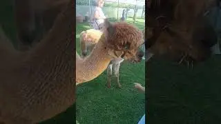 От кого произошли альпаки и где обитают? #shorts #summer #animals  #альпака